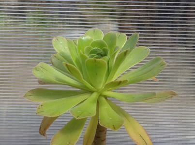 Aeonium arboreum