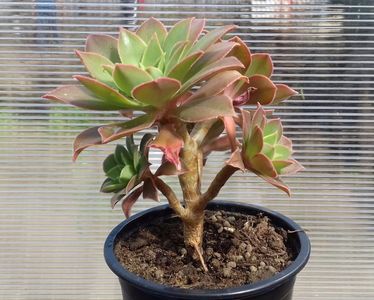 Aeonium decorum