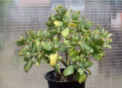 Crassula arborescens ondulatifolia undulata