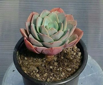 Echeveria "Blue sky"