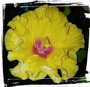 Heaven Scent