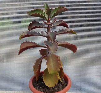 Kalanchoe sexangularis