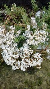 Sedum a.