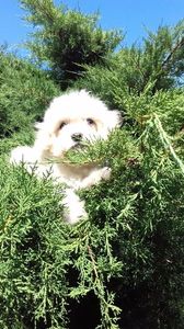 Bichon Havanese; baietel
