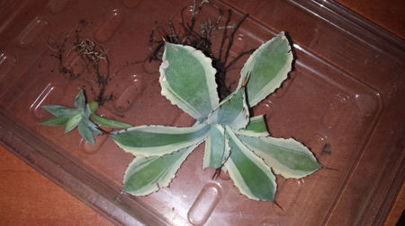 Vandu Agave Kissho Khan Mediopicta + Marginata    80+120