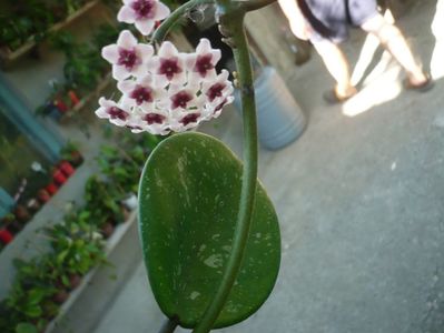 P1330723