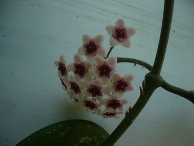 P1330726