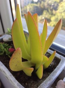 Carpobrotus edulis