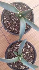 Agave Little Shark (macroacantha x victorae-reginae)