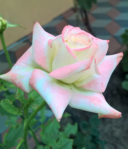 valynedelcu@yahoo.com peisaje0120; imperatrice Farah
