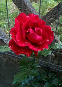 valynedelcu@yahoo.com peisaje0116; Symphatie
