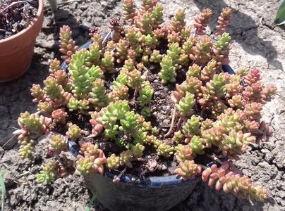 Sedum lydium