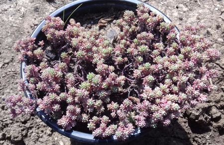 Sedum hispanicum minor