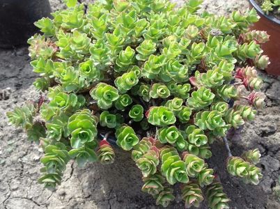Sedum spurium pink jewel