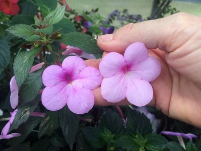 Peach Blossom&Cameo Rose; Comparații Peach Blossom &amp; Cameo Rose
