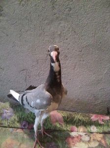 Photo0690