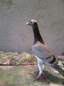 Photo0691