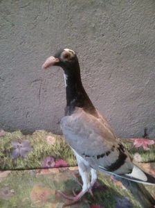 Photo0692