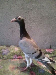 Photo0693