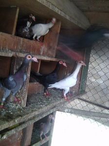 Photo0694