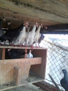 Photo0695