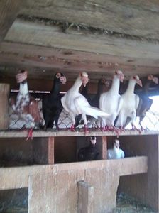 Photo0699