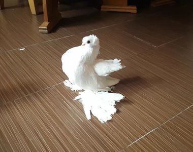 mihai (14)