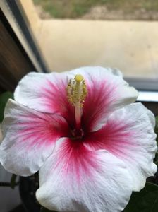 02.07.2017