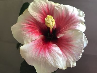 02.07.2017