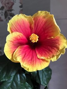 01.07.2017