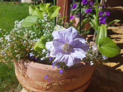 Prima floare la clematita Mazury in primul an de viata