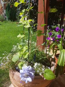 Clematita are la baza lobelia alb cu albastru si alyssum alb