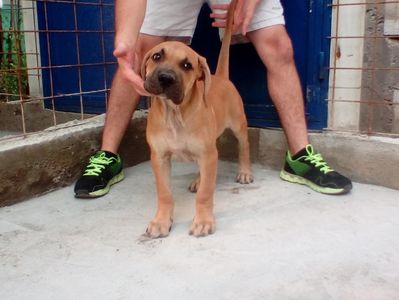 ; Available puppie for sale 3 months, 1 week and 2 days 1 male ``M5`` Presa-Dogo Canario Litter ``F`` born 08.04.2017
Faiko- http://worldpedigree.clubdogocanario.ru/dogocana…/faiko-2268
