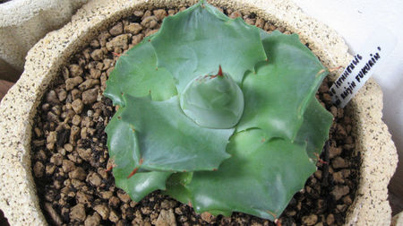 Agave isthmensis Ohi Raijin Fukurin