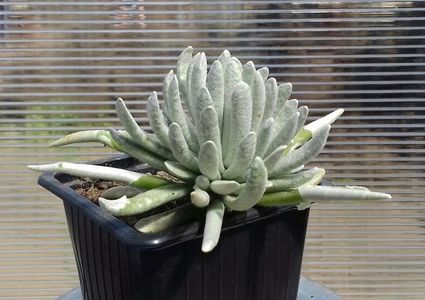 Senecio scaposus