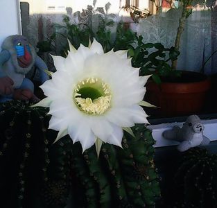Nuovo_1_Photo5111