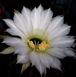 Nuovo_1_Photo5123