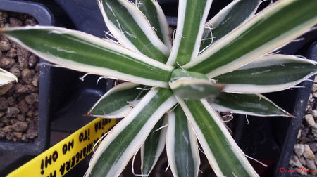 Agave Schidigera Shira Ito No Ohi