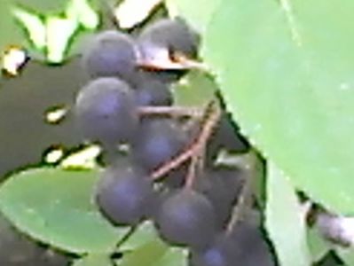 Aronia,18.07.2017