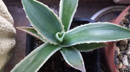 Agave Mitis Multicolor