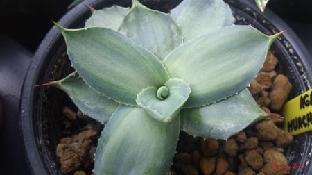 Agave Parryi Huachucensis Excelsior