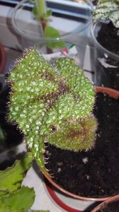 20170720_102805[1]; B.masoniana
