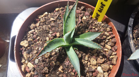 Agave Blue Glow (A. attenuata x A. ocahui)