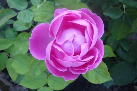 Cecile De Chabrillant Ozzyrose