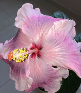 ff 50 lei