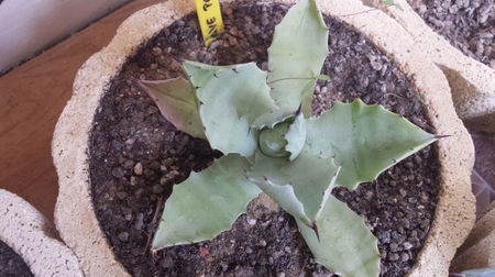 Agave Potatorum Verschaffeltii