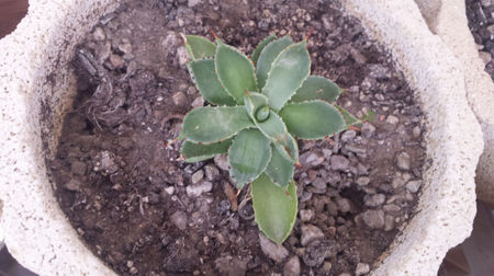 Agave Kissho Khan Striata