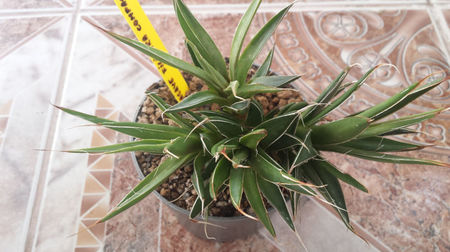 Agave Filifera Compacta