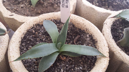 Agave Parryi ssp Parryi 3