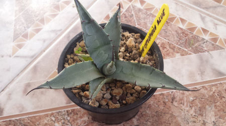 Agave Gypsophila Blue